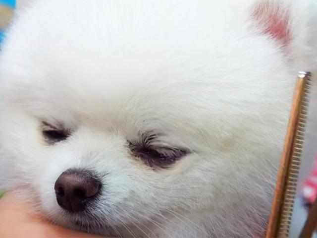미용사가 유독 싫어한다는 댕댕이 손님 유형. gif