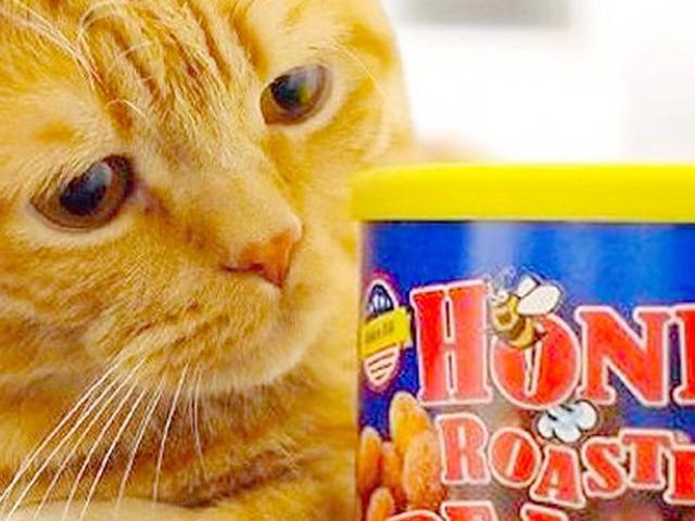 ‘시무룩하다냥’ 강제 <strong>다이어트</strong>중인 <strong>고양이</strong>의 현실 표정.jpg