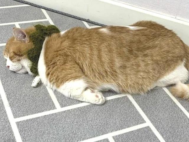 "불태웠다옹"..꼬마 손님 맞이 후 뻗어 버린 프로 <strong>접대</strong> 냥이