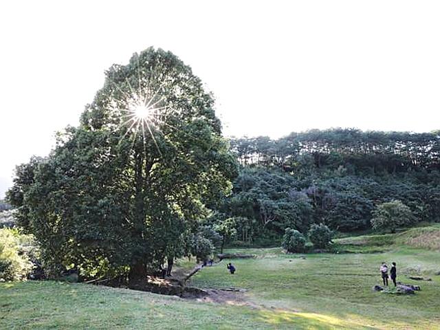 사계절 환상의 숲...<strong>천년고찰</strong> 사라진 터에 7000그루 동백나무