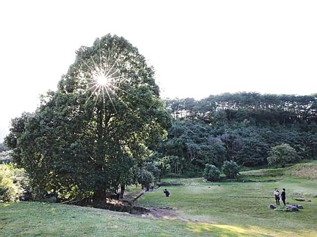 사계절 환상의 숲...천년고찰 사라진 터에 7000그루 동백나무