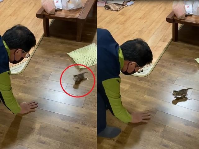 "간식은 제가 주는데 아빠만 따라다녀요"..새끼 길냥이 냥줍한 집사의 한탄