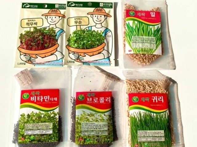 [더오래]겨울철 실내서 새싹 채소 키워 먹기…짭짤한 植생활