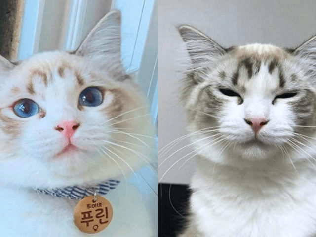 180도 다른 자기 전후 모습으로 집사 당황시킨 냥이.."같은 냥이 맞지?"