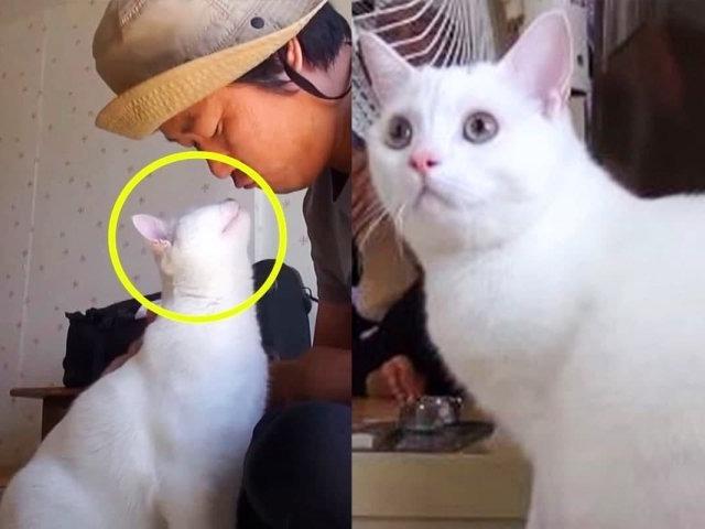 ‘털 빠진다’라고 얘기하면 귀신같이 알고 뒤돌아보는 개냥이