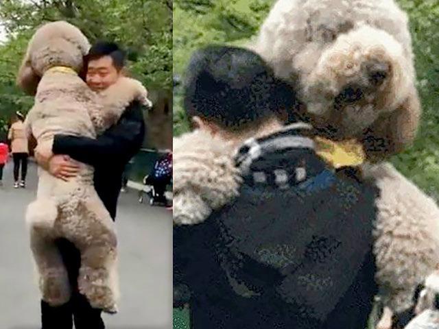 산책 나왔다가 힘들<strong>어진</strong> 푸들이 주인에게 보인 모습