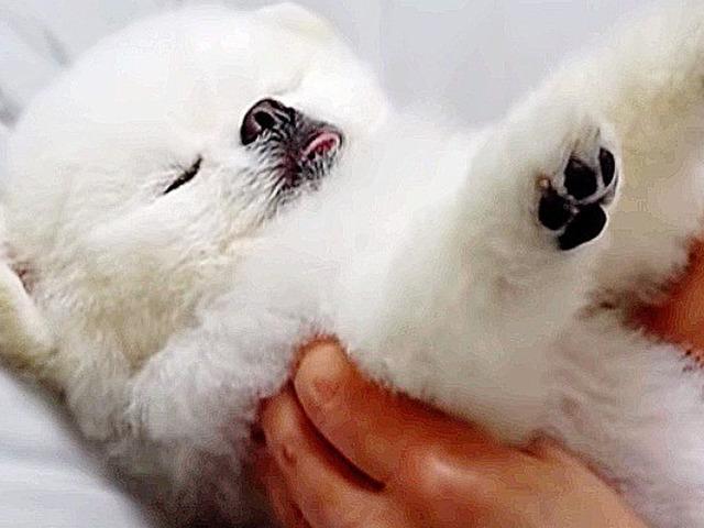 가만히 있어도 하루 구독자 1만씩 올라버린 레전드 <strong>포메라니안</strong> 정체