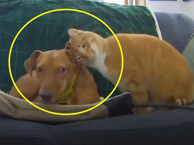 ‘너도 외롭냥’ 집사 출근하자 냥이와 댕이가 서로 위로해주는데…