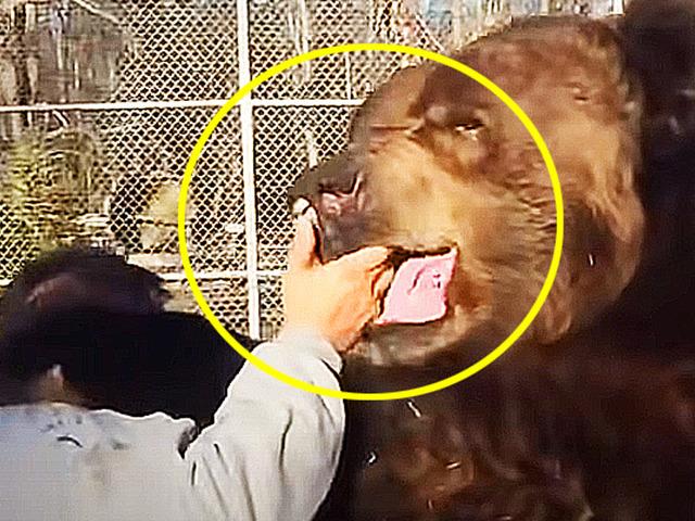 700kg 곰과 20년 동안 친구 먹었던 <strong>남자</strong>가 등 보이자 맞이한 최후