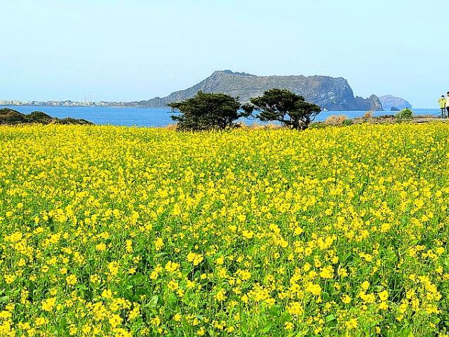 봄은 노랑··· 제주 연인들의 성지로 봄맞으러 갑니다 [최현태 기자의 여행홀릭]