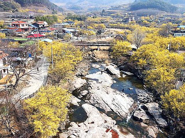 “참 좋은데, 오시라 말도 못하고” 산수유꽃 만발한 구례 산동마을