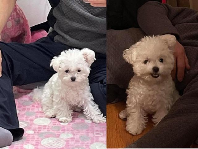 쪼꼬미 주제에 아빠 '<strong>보디가드</strong>' 자청한 댕댕이..˝아빠는 내가 지킨다!˝