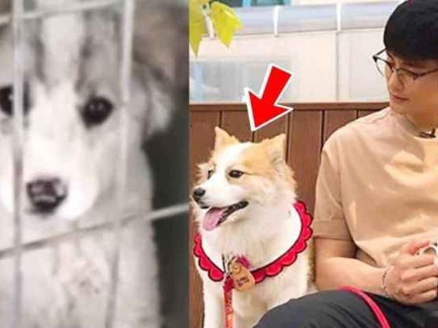 보호소에서 <strong>성훈</strong>에게 입양됐던 댕댕이는 이렇게 변했습니다, 놀라운 근황