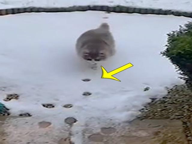 60년만의 역대급 강추위에 쌓인 눈을 보고 고양이가 한 행동
