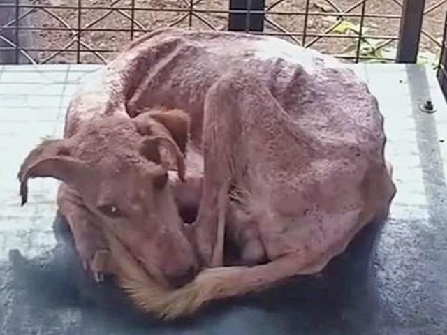 사람 경계하던 깡마른 떠돌이 강아지 구조해준 결과