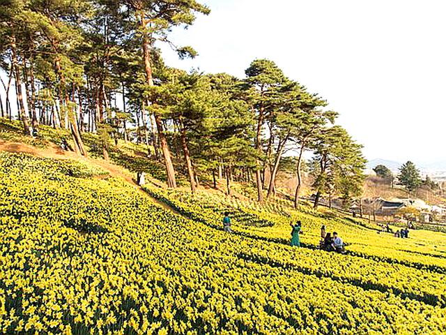 상춘객 차량들 왜 4㎞ 줄설까…서산 백년 고택 ‘수선화의 기적’