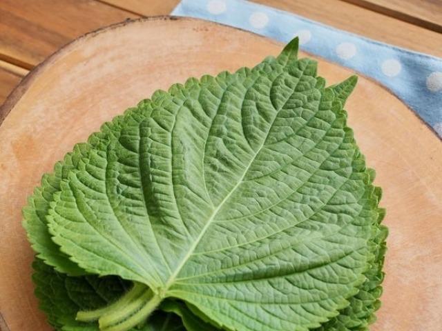 깻잎의 <strong>항산</strong>화력에 주목하는 일본, 특산화 추진
