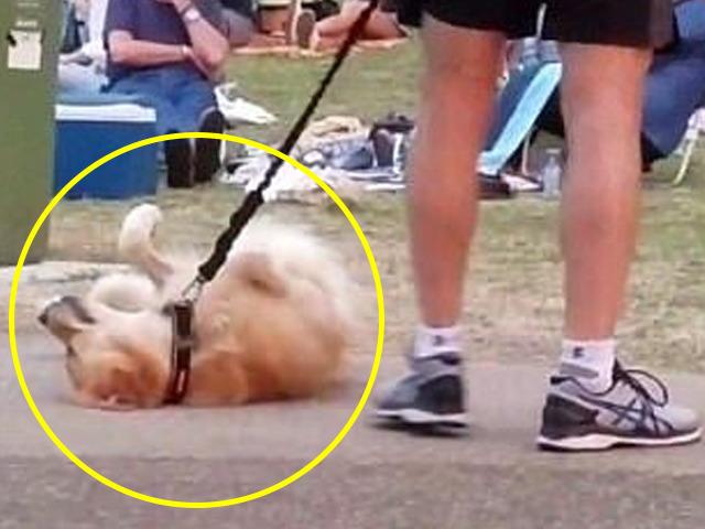 “집에 가기 싫어요” 공원 한복판에 드러누운 강아지 보고 내린 결정
