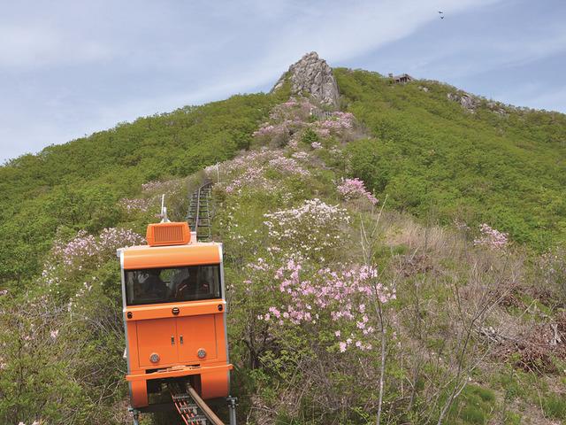 100년 산삼의 氣 받아갈까