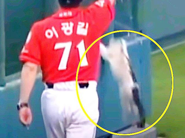 ‘생방송의 묘미’ 야구장안으로 냥이 들어온 장면 포착되자…