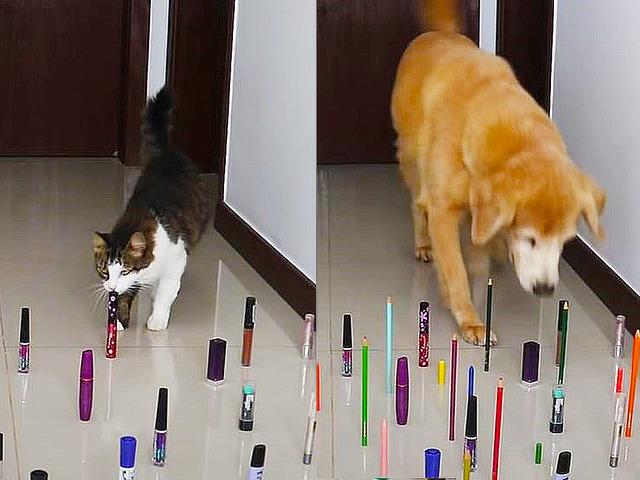 강아지 vs 고양이 장애물 챌린지…결과는?