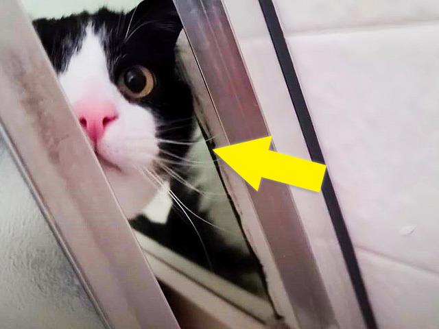 <strong>샤워</strong>할 때마다 나타나는 냥이, 이유 알고 보니…