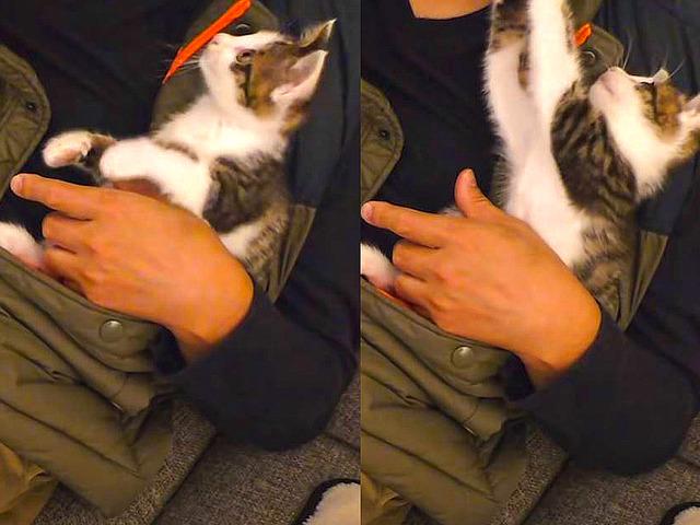 아빠와 함께 TV 보던 아기 <strong>고양이</strong>가 한 다음 <strong>행동</strong>