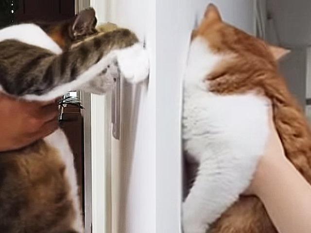 집사들 사이에서 핫한 ‘<strong>고양이</strong> 지능 테스트’, 전문가가 봤더니…