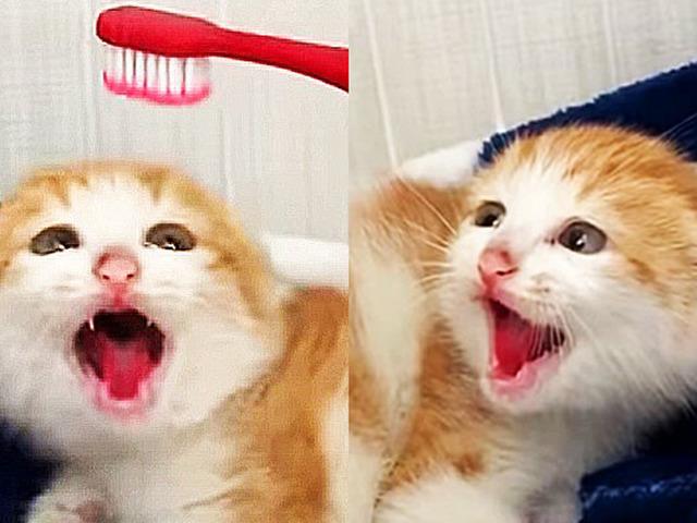 ‘사이렌’ 울음소리로 유튜브 뒤집어놓은 아기냥 근황이 공개됐는데…