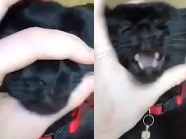 요즘 유행하는 ‘<strong>고양이</strong> 악기’ 함부로 따라했을 때 일어나는 일