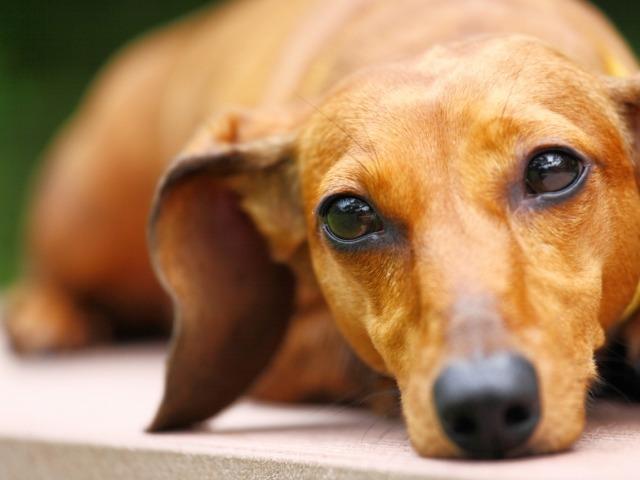 반려견 털빠짐이 심해지는 환절기, 혹시 탈모는 아닐까?