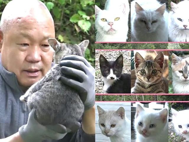 <strong>절</strong>에 들어간 스님이 ‘아홉 고양이’와 함께 살게 된 기막힌 사연