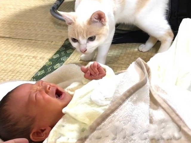 걸음마도 못 뗀 아기 집사 옆에 딱 달라붙어 지켜준 ‘천사’ 냥이