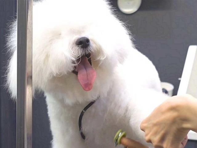 머털도사 비주얼 자랑하던 댕댕이, 미용사 손길에 얌전하더니…