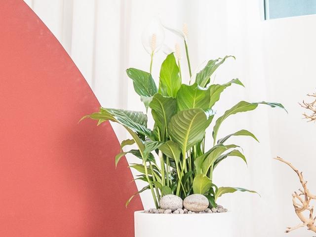 빛이 부족해도 잘 견디는, 우아한 매력의 스파티필름 알아보기