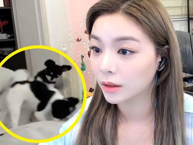 ‘멍집사’ <strong>에일리</strong>가 생방송 도중 강아지들에게 소리친 웃픈 이유