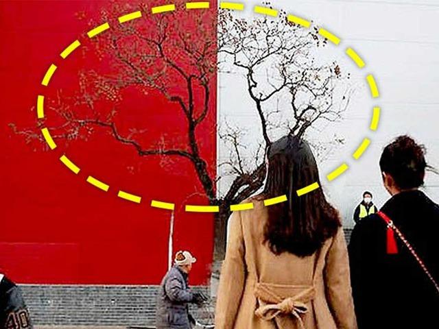 “평범한 가로수일 뿐인데…” SNS 조회수 천만 달성한 나무의 정체