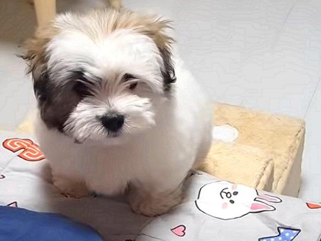 ‘다리 짧아’ 슬픈 댕댕이가 침대에 올라가기 위해 보인 행동