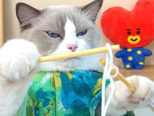 요리 영상으로 틱톡에서 대박난 냥이, 실체를 알고 보니…