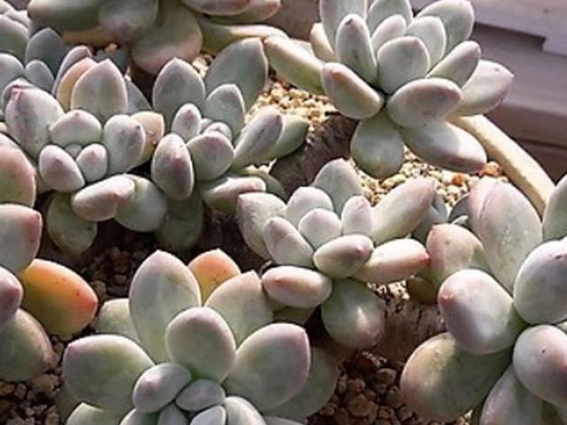 주부도 집에서 월 200만원 버는 다육이 키우기 <strong>부업</strong>