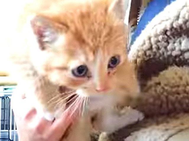 매일 밥주는 집사에게 <strong>새끼 고양이</strong> 살려달라고 물고온 엄마 길냥이