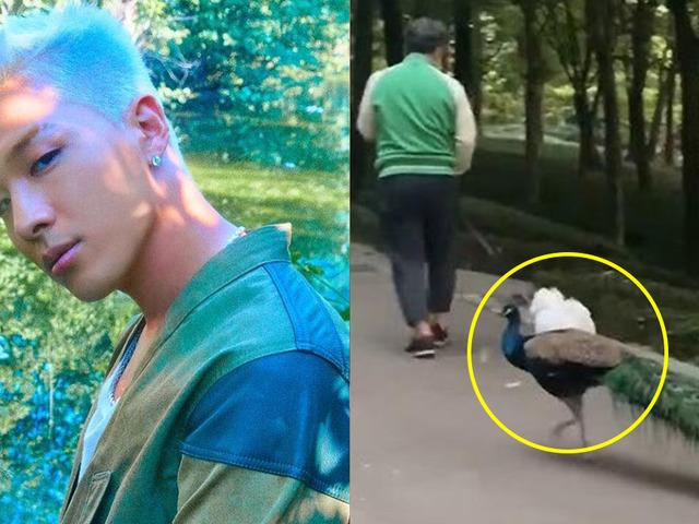 ‘동물농장’이 찾던 “빅뱅 태양 놀래킨 공작새”…저희가 찾았습니다