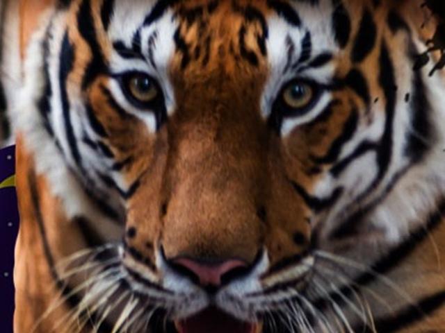 2022년 임인년 호랑이띠 ‘돈과 명예 들어오는 호랑이 꿈<strong>해몽</strong>’