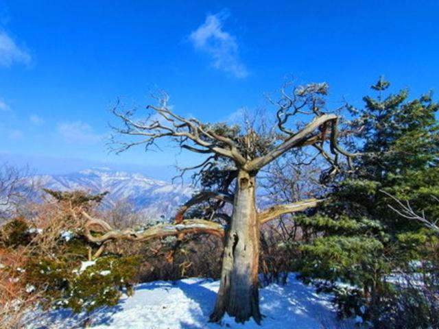 천년 주목·이천년 천제단·수호신 장군봉…민족의 영산 기운이 서리다