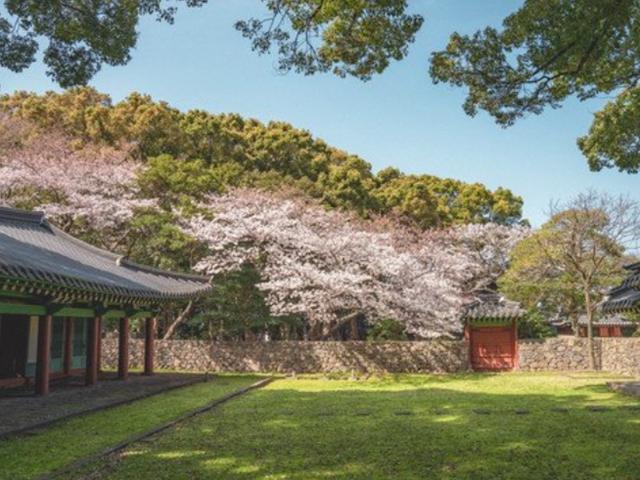 "어서오세요, 제주의 봄입니다"…봄 여행지 10선