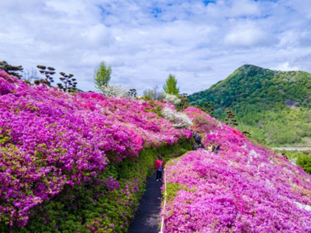 수줍은 봄꽃의 봄의 교향곡, 짧아서 더 찬란하다