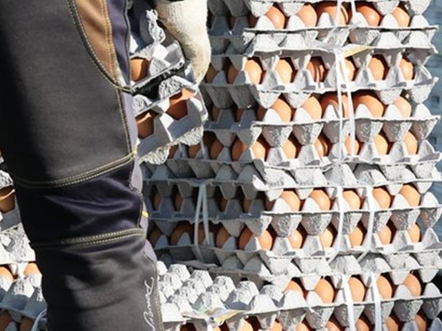 사료값 50% 뛰자, 한판 9000원…계란이 금란? 아직 멀었다