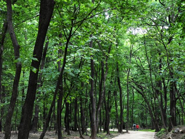 [여행] 청설모, 고라니 뛰어노는 '비밀의 숲'