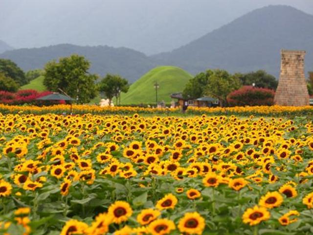 해발 800m 산골이 해바라기 꽃밭으로 변신한 이유