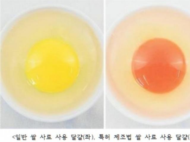 일본, 현지 쌀을 <strong>이용</strong>한 산란계 사료 개발